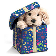 Giftbox Puppy